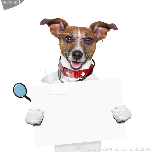 Image of medical doctor dog