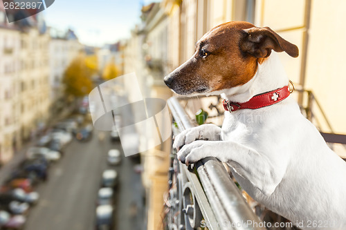 Image of nosy watching dog