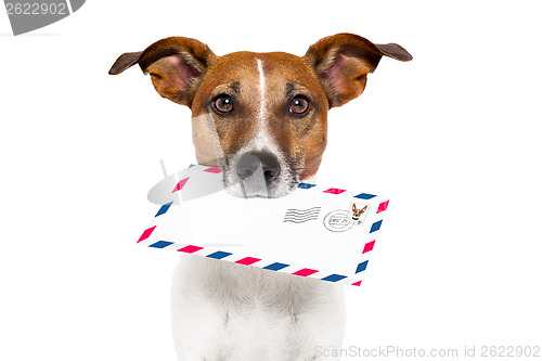 Image of mail dog