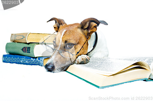 Image of dog reading book 