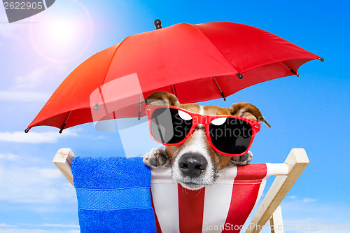 Image of dog sunbathing 