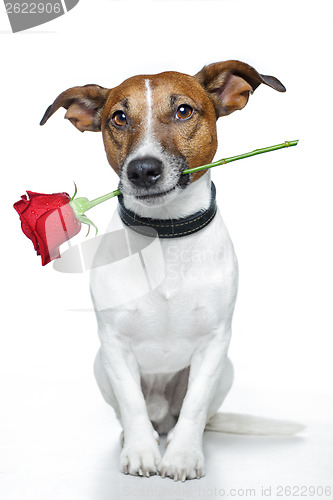 Image of valentines dog