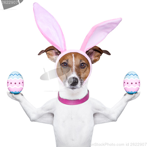 Image of  funny easter dog