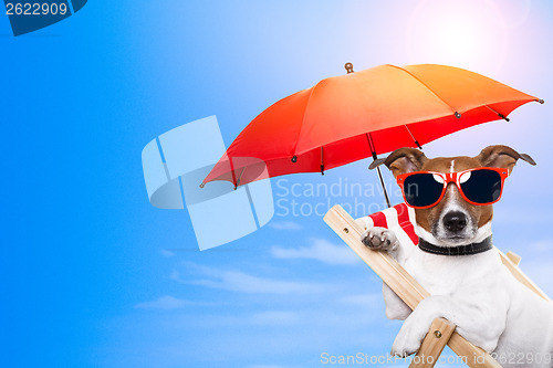 Image of dog sunbathing on a deck chair with empty space on side