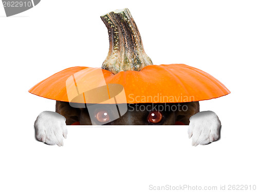 Image of witch dog 