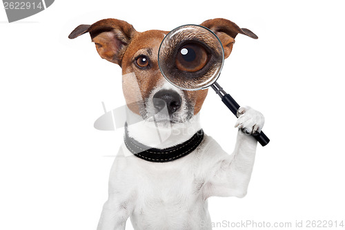 Image of searching dog with magnifying glass