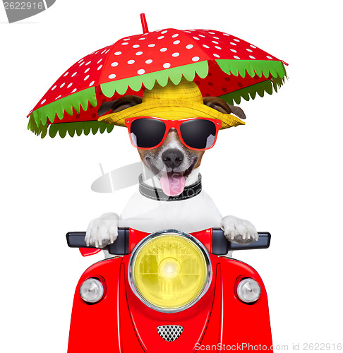 Image of motorcycle dog summer dog