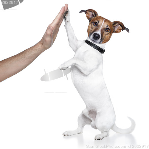 Image of high five dog