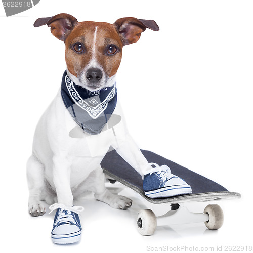 Image of skateboard dog