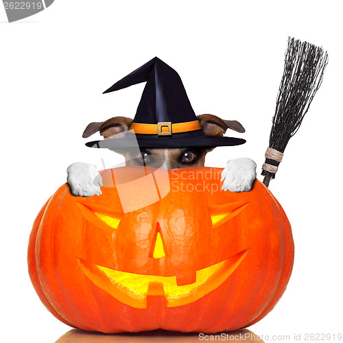 Image of halloween pumpkin witch dog