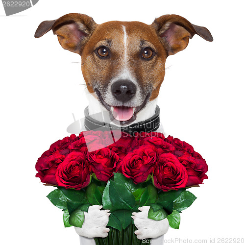 Image of valentine dog  