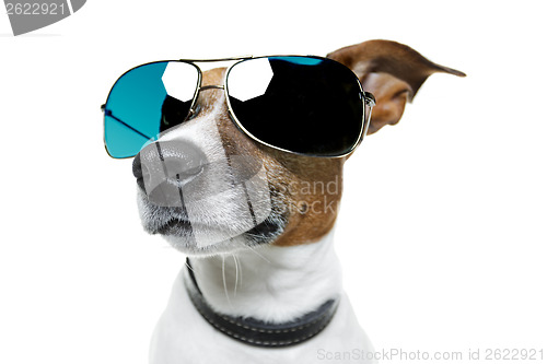 Image of dog with funny shades