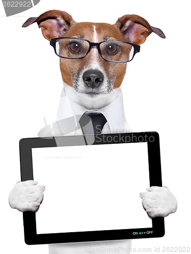 Image of business dog