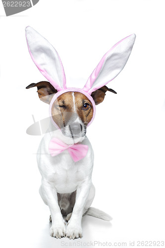 Image of bunny dog easter
