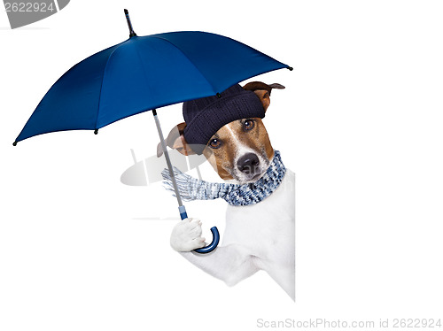 Image of rain umbrella dog