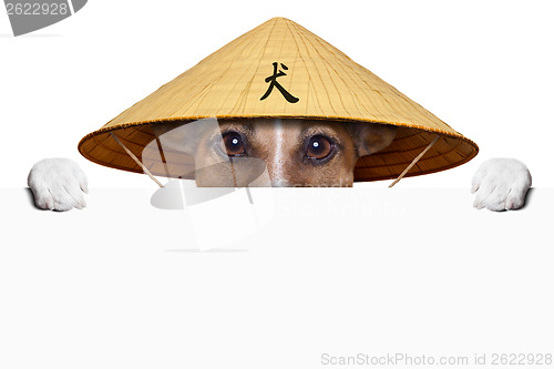 Image of asian dog