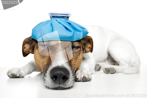 Image of sick dog fever pain