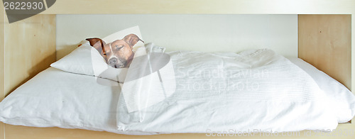 Image of sleeping dog