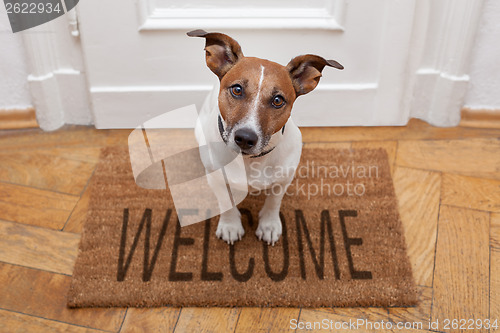 Image of dog welcome home