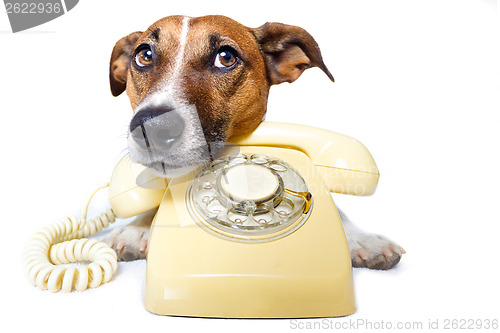Image of dog phone call