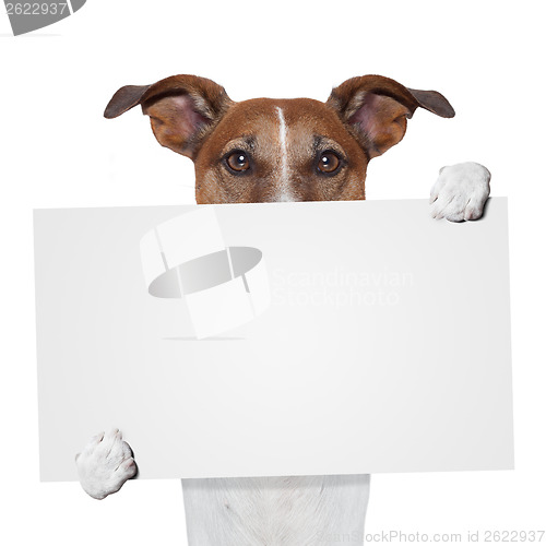 Image of placeholder banner dog