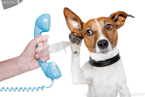 Image of dog on the phone male hand