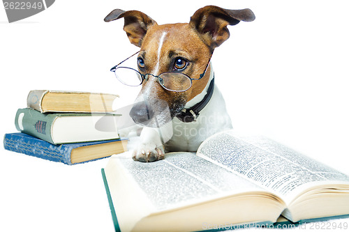 Image of dog reading book 