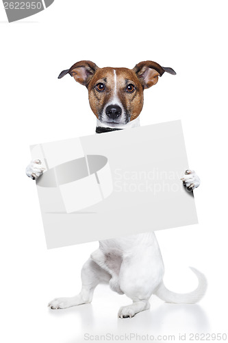 Image of banner placeholder dog 