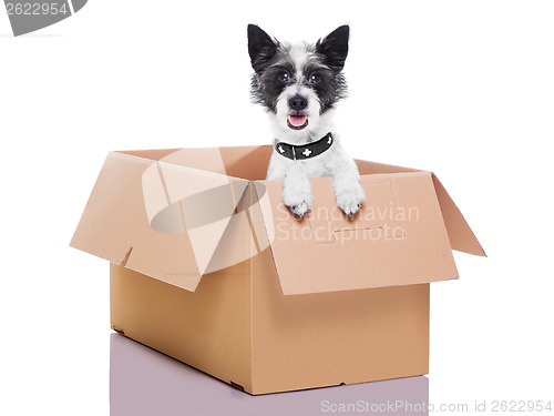 Image of moving box dog