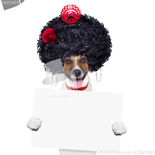 Image of spanish dog