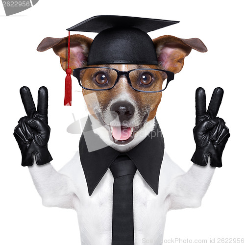 Image of graduate dog