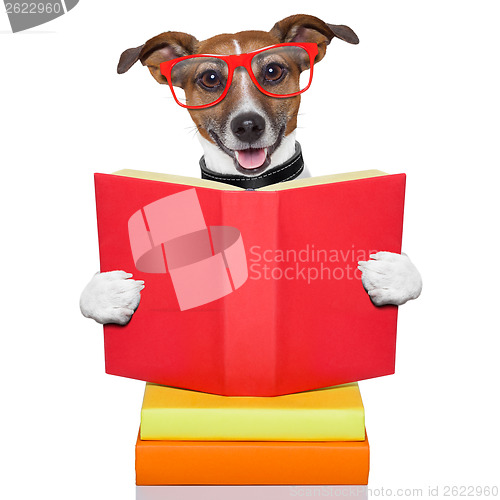 Image of school learing dog 