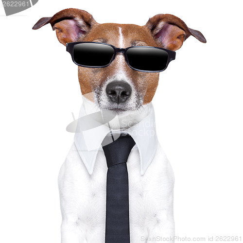 Image of cool doggy