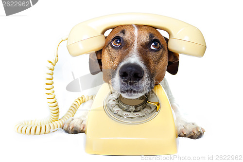 Image of dog phone call