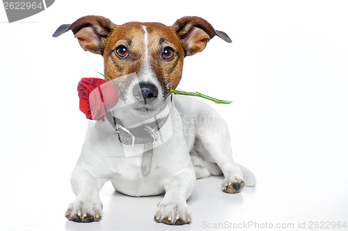 Image of valentines dog