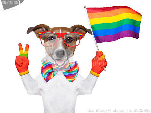 Image of gay pride dog