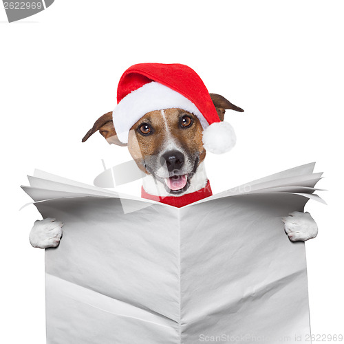 Image of Christmas  dog 