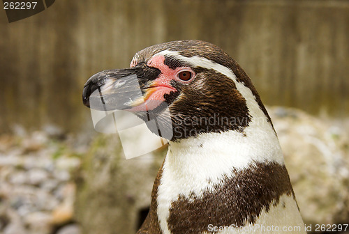 Image of head of the penguin