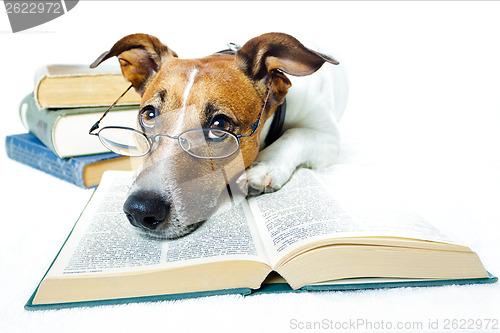 Image of dog reading book 