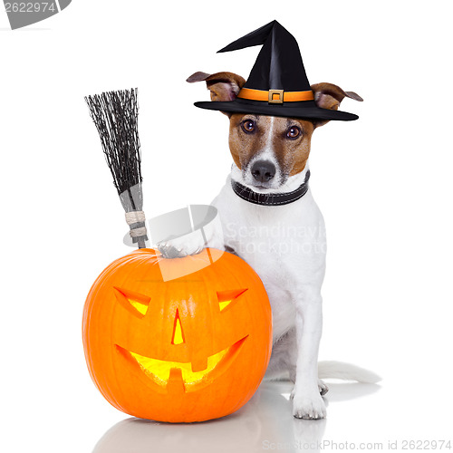 Image of halloween pumpkin witch dog 