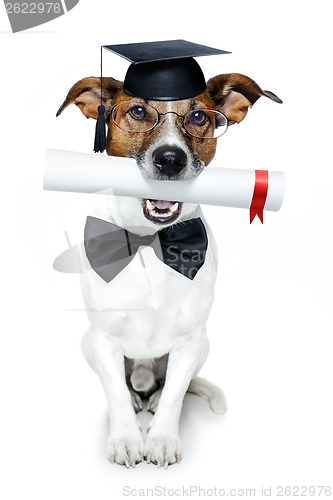 Image of graduated dog