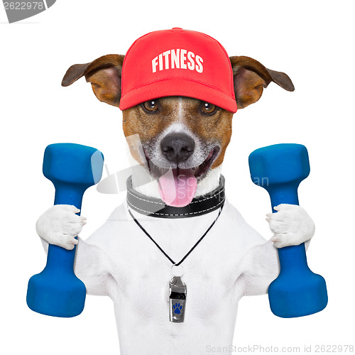 Image of fitness dog