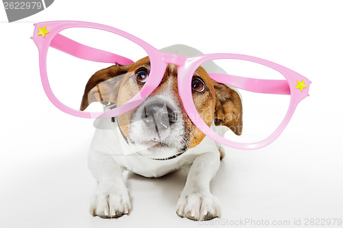 Image of funny glasses dog 