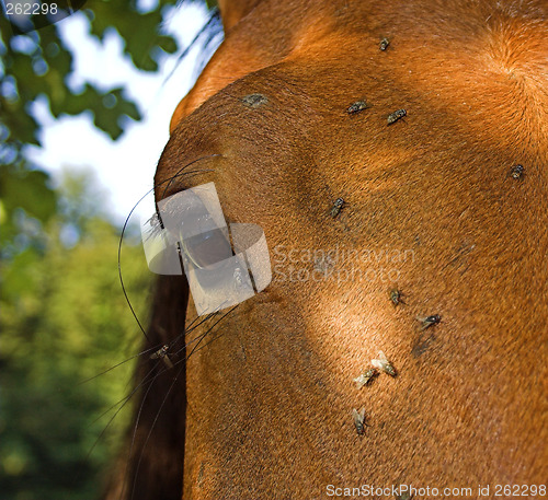 Image of horse eye