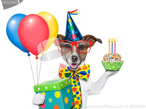 Image of birthday dog 