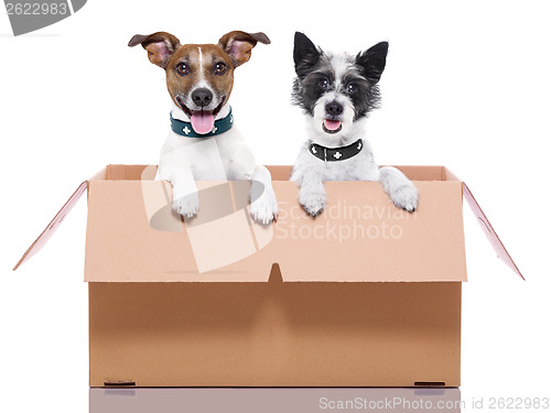 Image of two mail dogs