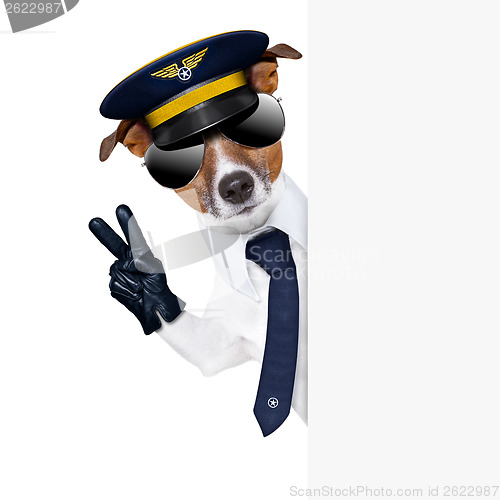 Image of pilot dog