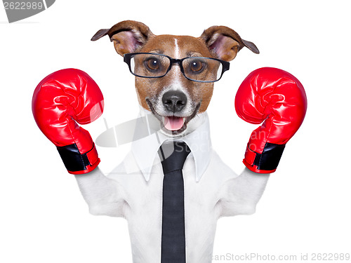 Image of boxing dog