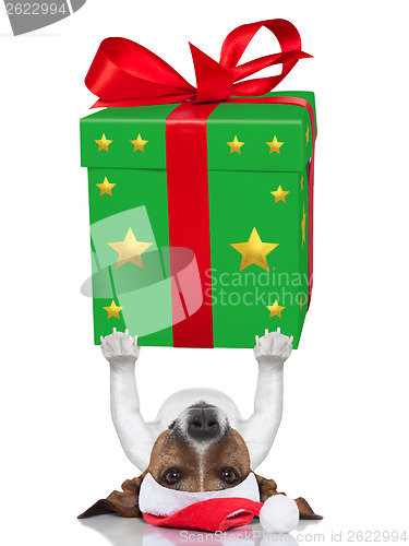 Image of christmas dog