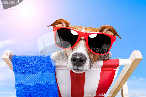 Image of summer dog vacation holiday